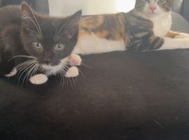 Kittens