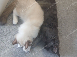 Ragdolls