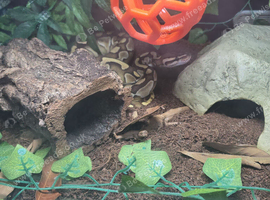 Black pastel lesser boy