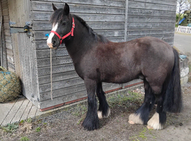 12-2 5yrs old mini cob gelding