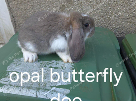 French lops does