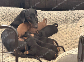 Standard dachshund x miniature