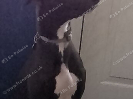 Female greyhound puppy