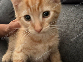 Kitten playful