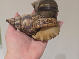 GIANT AFRICAN LAND SNAILS