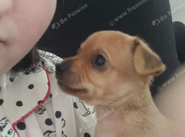 chorkie puppy