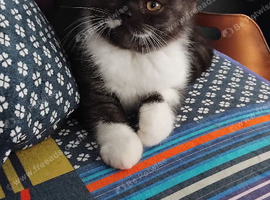Beautiful kitten