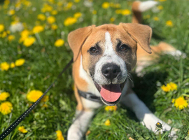 Pup for sale