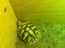 Baby tortoise