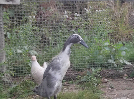 Indian runner duck