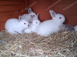 Californian baby rabbits