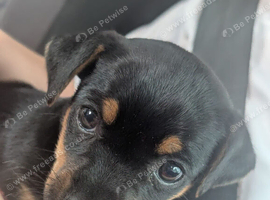 Jack Russell pup