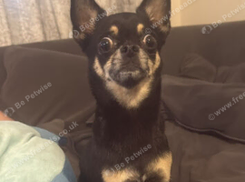 Two beautiful dogs for rehoming