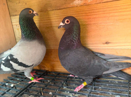Quality pair of racing pigeons