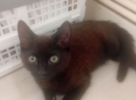 Boy kitten