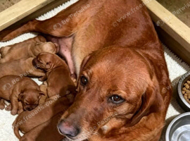 STUNNING FOX RED KC REG LABRADOR PUPPIES FOR SALE
