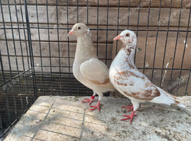 Top racer pigeons for sale in Birmingham