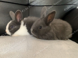 Mini lop babies