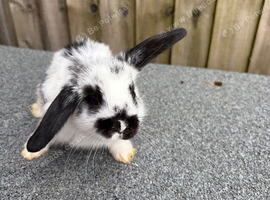 6 mini lion lops bunnies left
