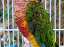 Beautiful High Red Mutation Yellow Sided Conure
