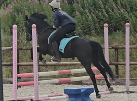 14.2hh New Forest