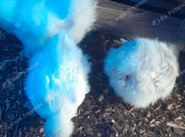 Silkie chickens