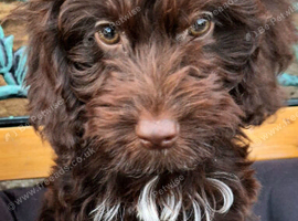 Chocolate and white F1 cockapoo puppy