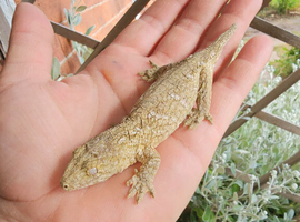 Grown on pure moro leachianus giant geckos