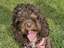 Cockapoo for stud chocolate proven