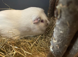 Guinea pigs for sale