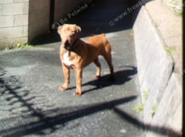 I&rsquo;m sell a Mastiff mix dog
