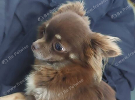 Tiny chihuahua long coat girl