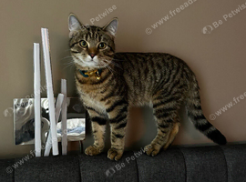 Tabby male