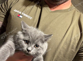 British shorthair 1 boy 2 girls
