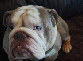 2 year old British Bulldog