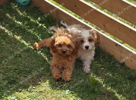 Beautiful cavapoo