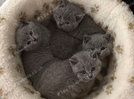 4 british shorthair kittens for sale