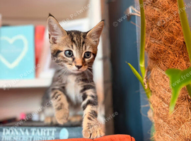 I have 5 beautiful kittens available looking for forever homes