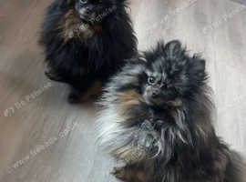Margo for Rehome