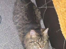 Kittens  for sale