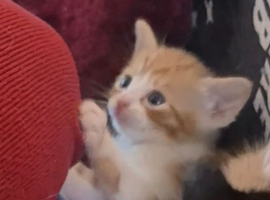 2 kittens