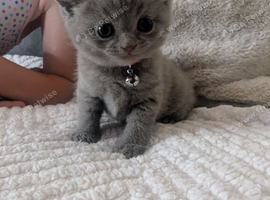 British short haired kittens for sale