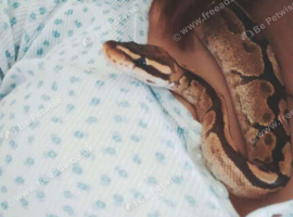 2 year old Female Ball Python for sale