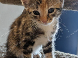 6 kittens ready to go soon