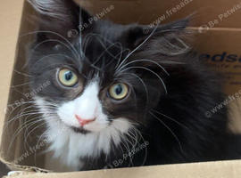 Ragdoll cross kittens