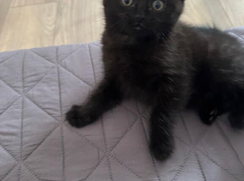Kitten