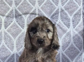 Cockapoo