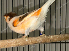 Aviary Birds Wanted