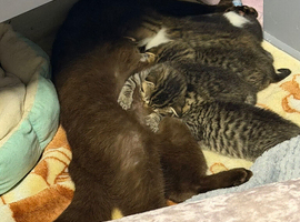 Beautiful Scottish fold kittens looking new home