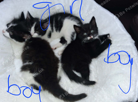 3 lovely mixed breed kittens for sale...black boy sold!